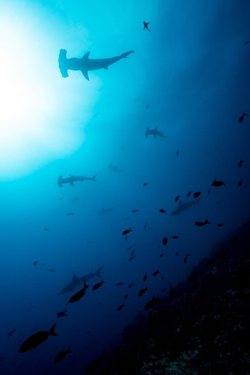 Mexico · Sea of Cortez