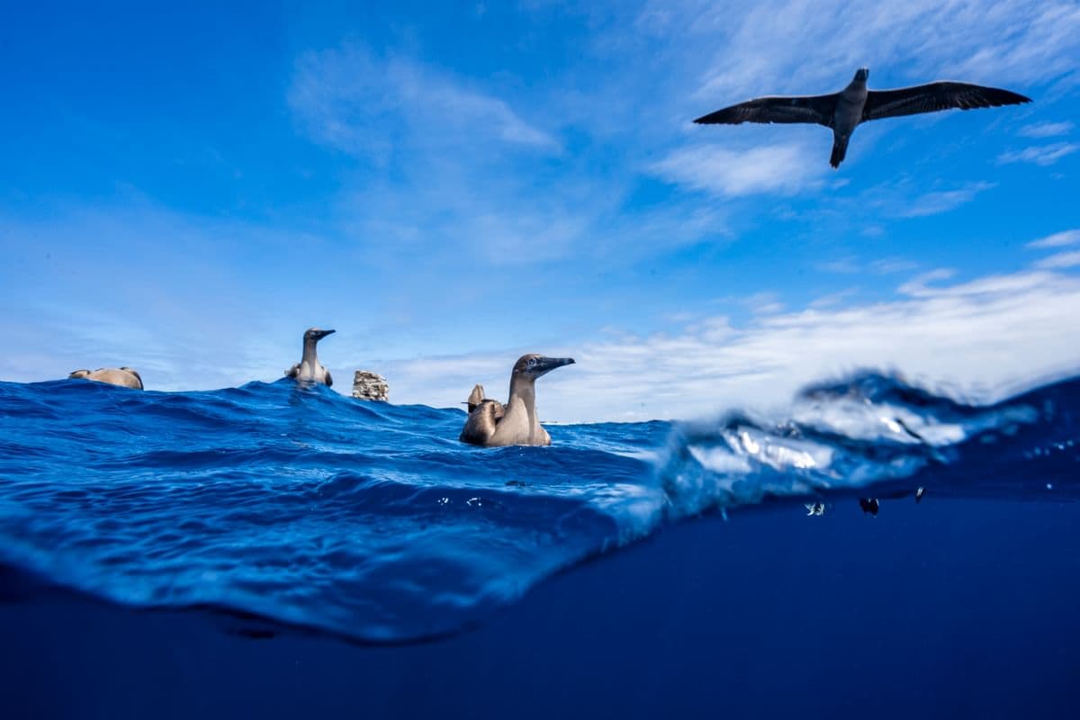 Cocos Island · Hammerhead Heaven