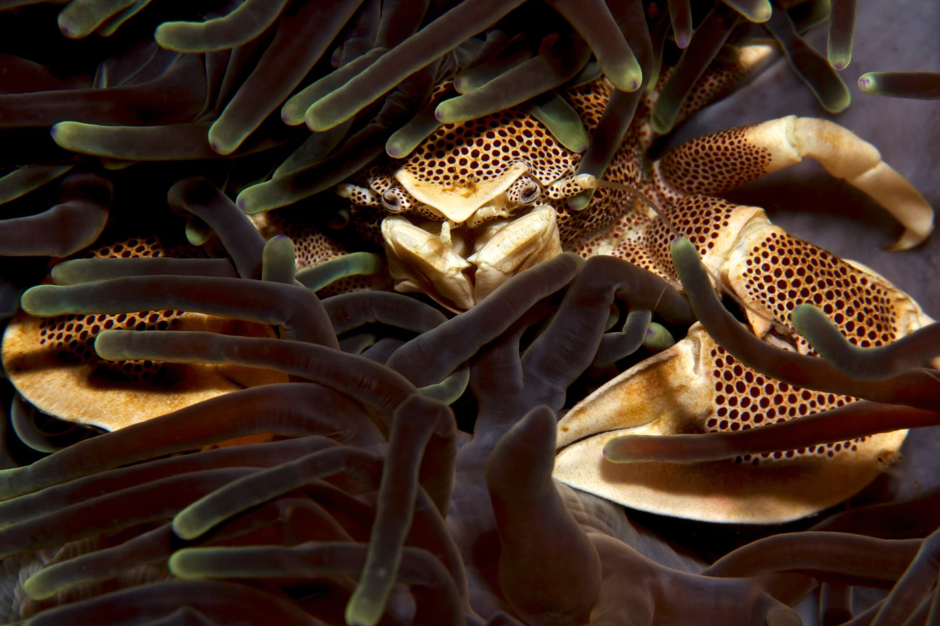 Saudi Arabia · The Untouched Red Sea