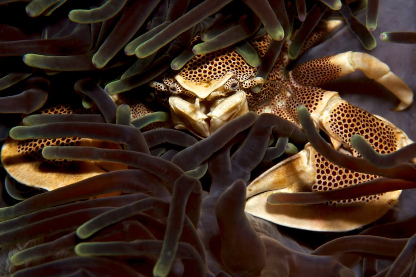 Saudi Arabia · The Untouched Red Sea