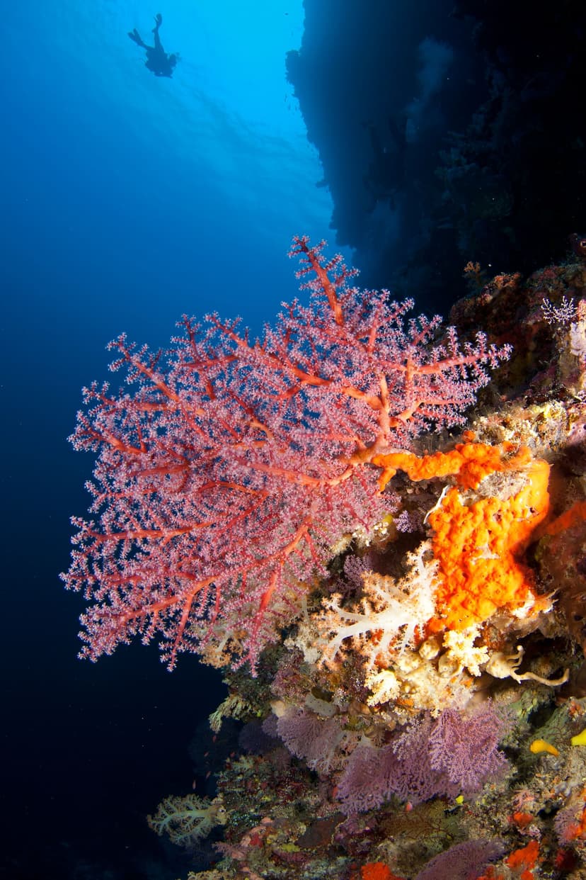 Philippines · Tubbataha & Visayas
