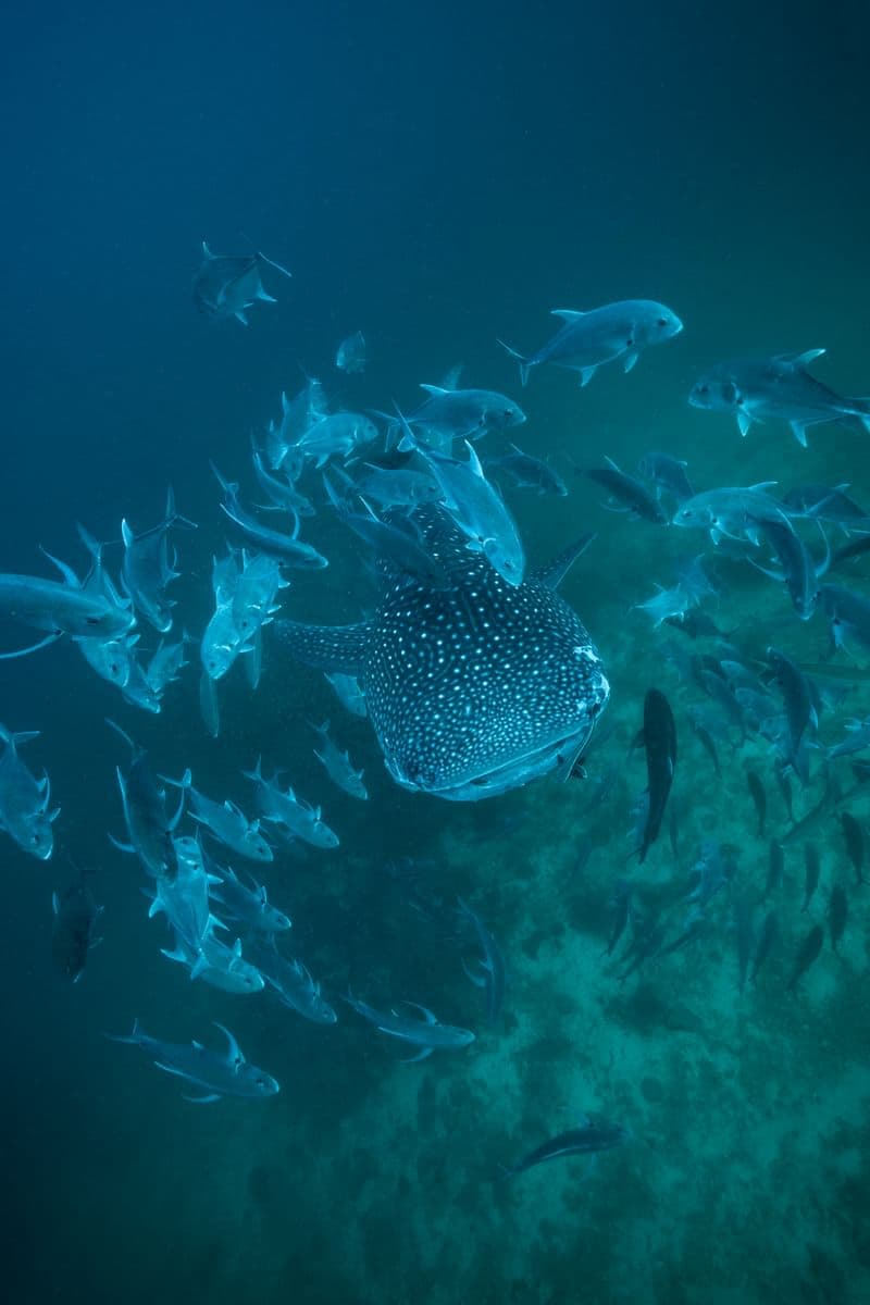 Thailand · Similans & Andaman Sea